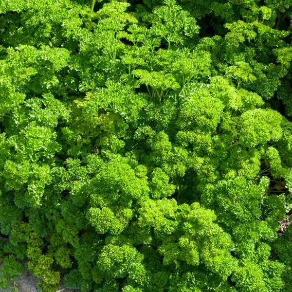 Aromatiques - Persil Frisé Vert Foncé - face recto